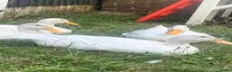 Ducks poultry for sale: 4 cherry Valley ducks (3f 1m) Bonded flock - Advert 1