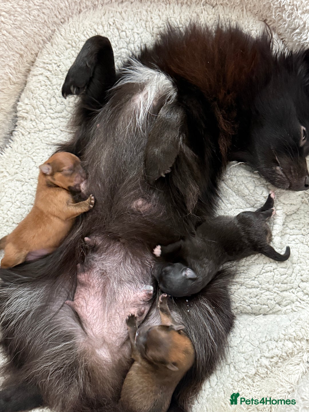 Pomeranian dogs for sale: Adorable Pomeranian puppies - ready January 25! - Advert 19