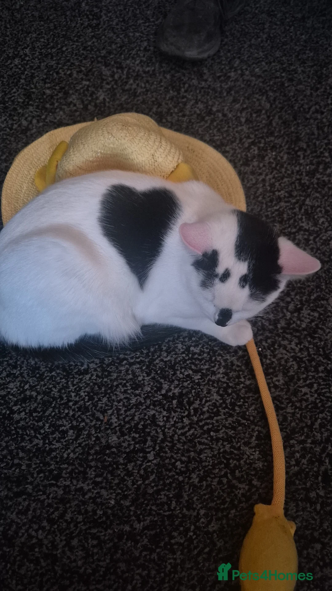 Mixed Breed cats for sale: Two female kittens 7 months old  - Advert 1