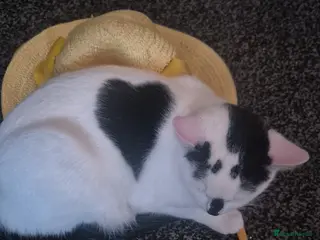 Mixed Breed cats Two female kittens 7 months old - Advert 1