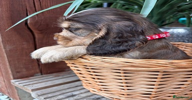 Cocker Spaniel dogs - Advert 14