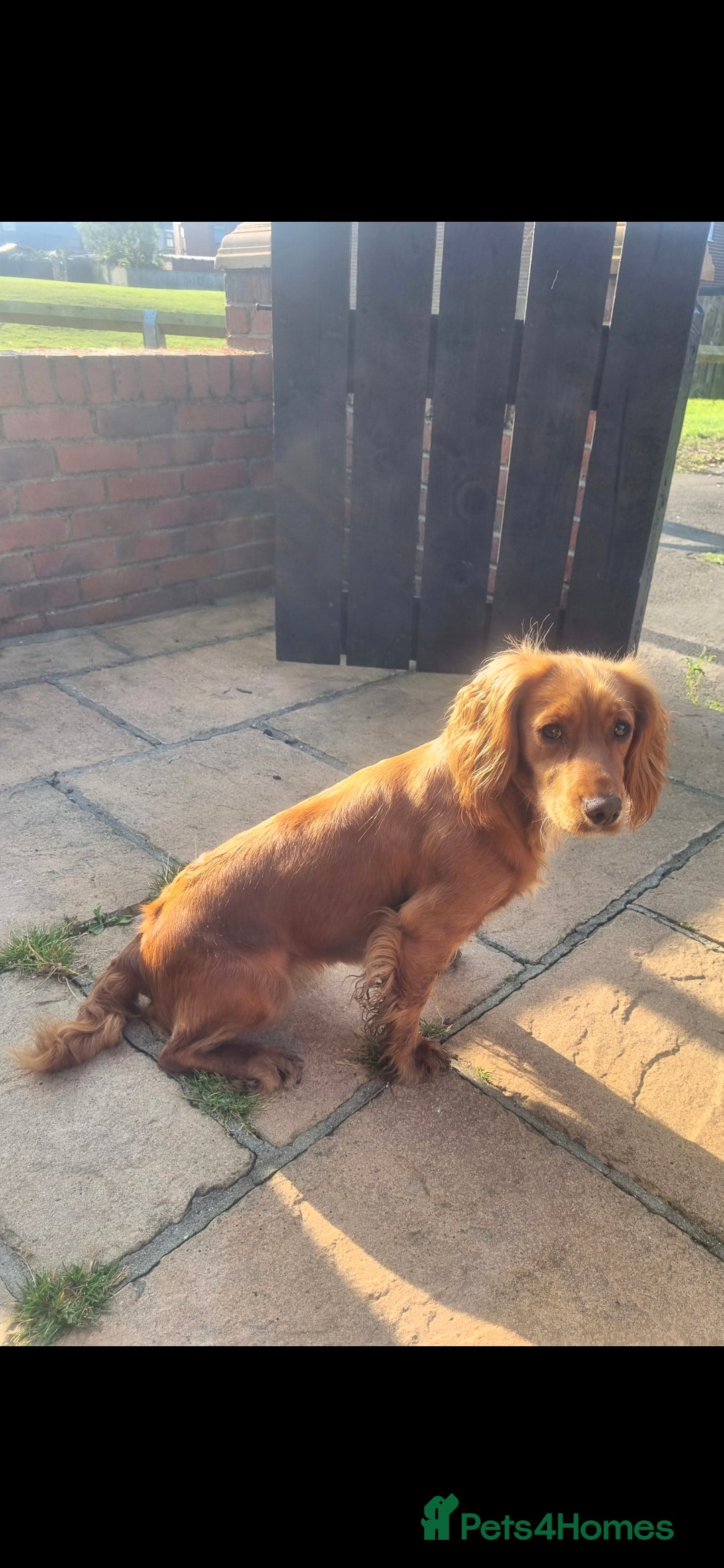 Cockapoo dogs for sale: Adorable fox red f1 toy cockapoo puppies - Advert 11