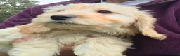 Cavapoo dogs for sale: Cavapoo Pups Bred From Health Tested Parents - Advert 13