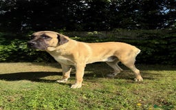 Turkish Kangal dogs for stud: Bruno 'The Kangal King' - Image 5