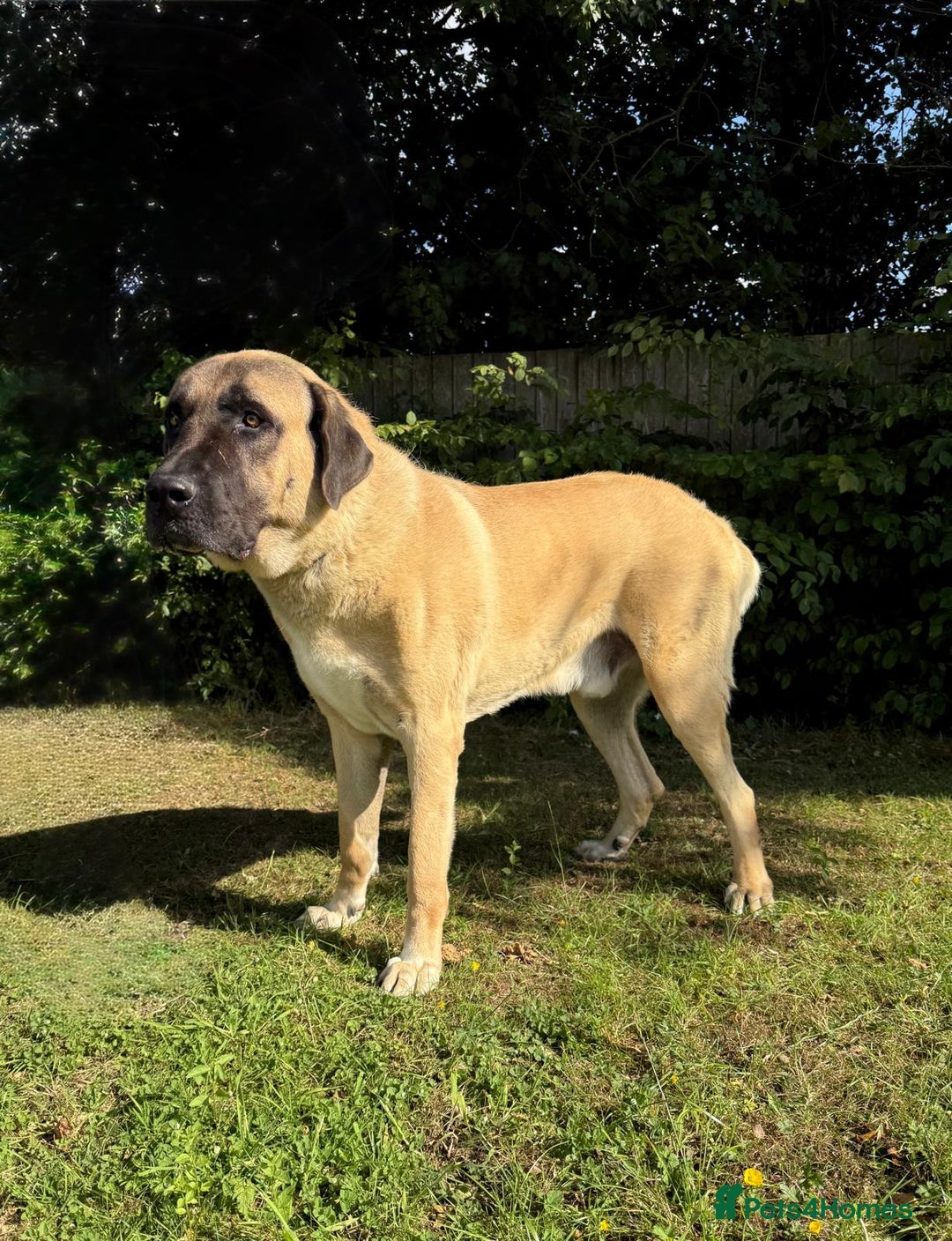 Turkish Kangal dogs for stud: Bruno 'The Kangal King' - Image 5
