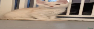 Barley 