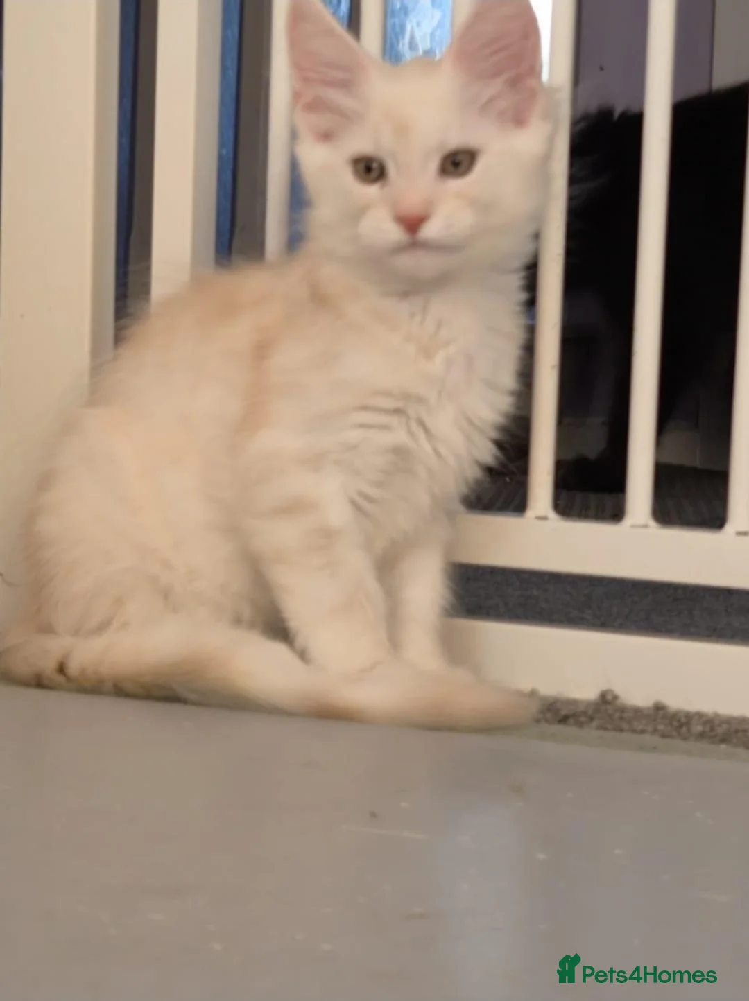 Maine Coon cats for sale: 🐾 Chunky TICA Registered Maine Coon Kittens 🐾 - Advert 17
