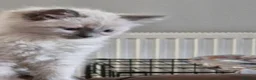 Ragdoll cats for sale: Pute bred Bluepoint ragdoll kittens - Advert 8