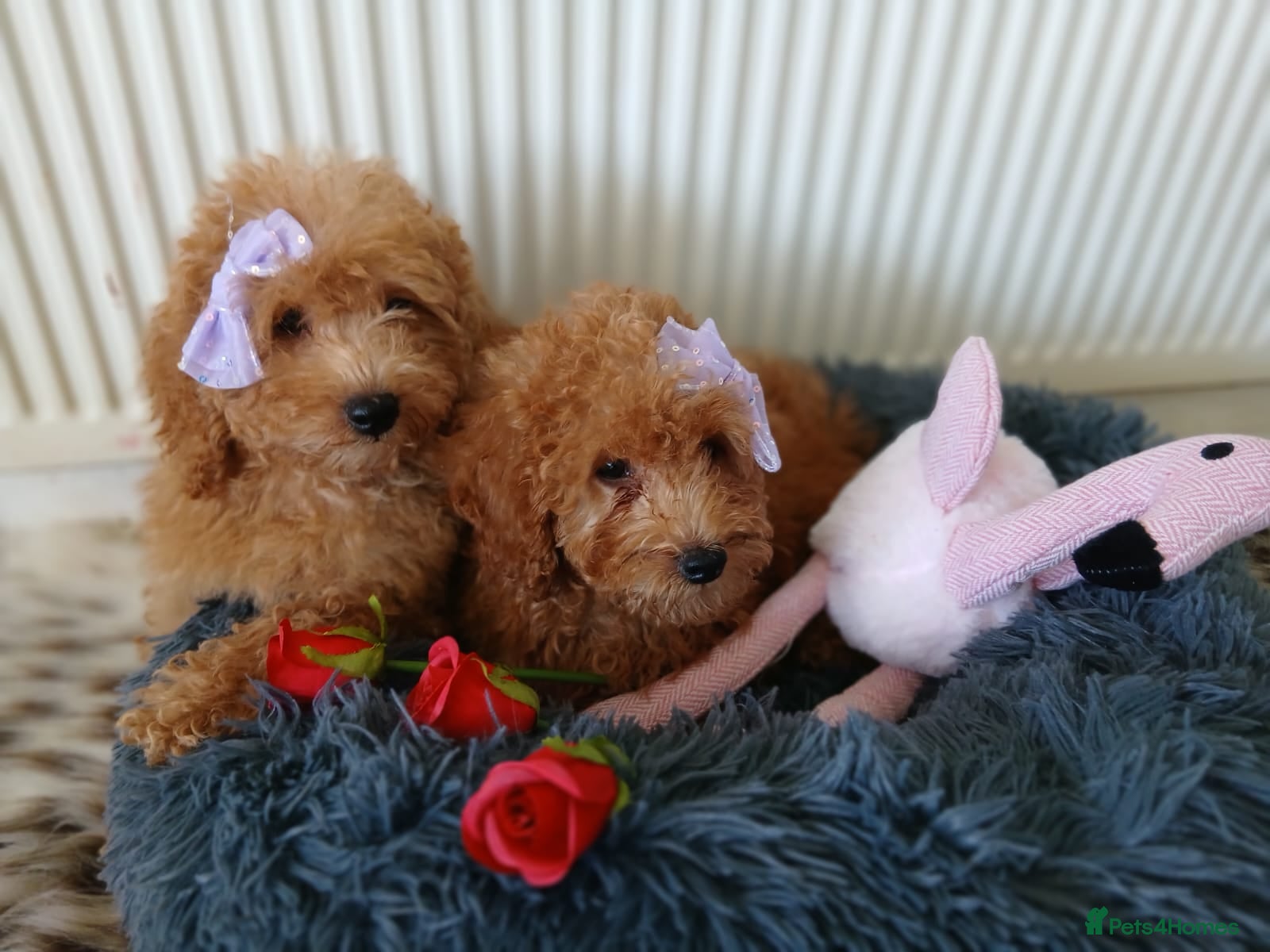 Miniature Poodle dogs Fox Red and Red puppies Boys and Girls available. - Advert 4