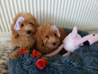 Miniature Poodle dogs Fox Red and Red puppies Boys and Girls available. - Advert 1