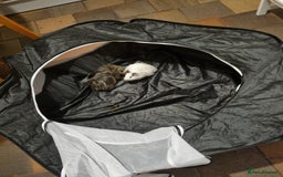 Guinea Pig rodents for sale: 2x female baby guinea pigs and accessories  - Image 3