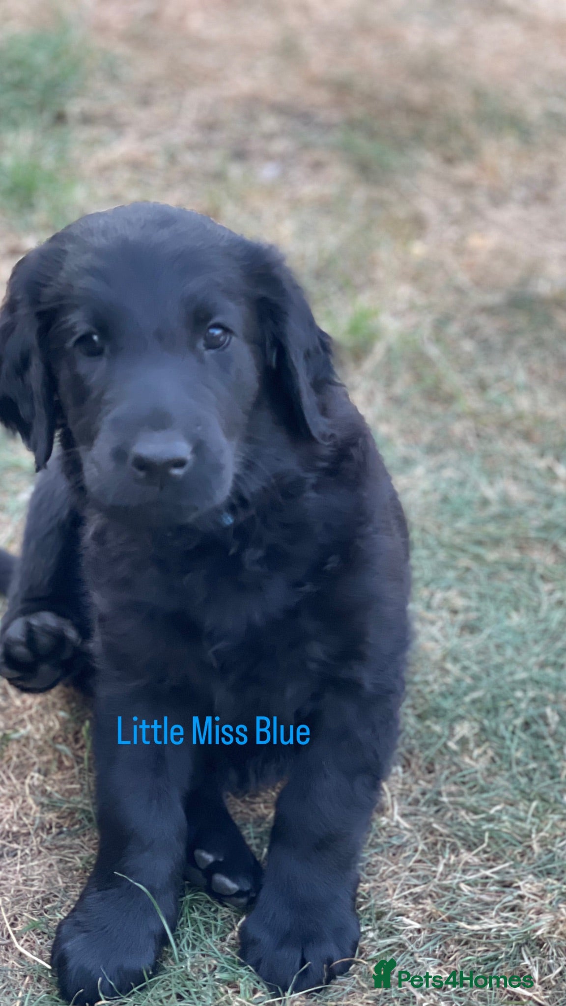 Flat coated Retriever dogs KC Reg Flat Coated Retrievers  - Advert 2