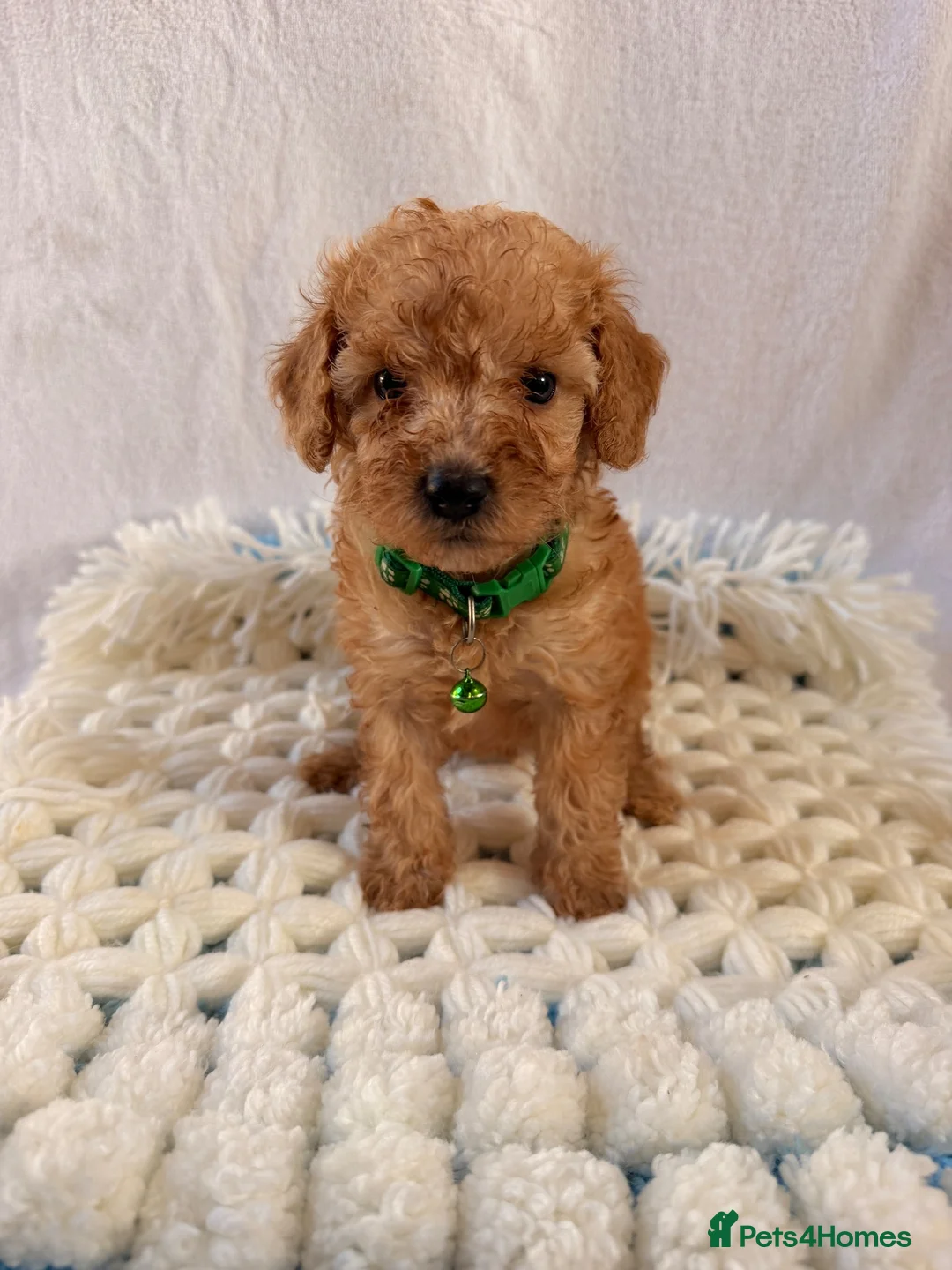 Cockapoo dogs for sale: 🐾 Beautiful Cheeky Cockapoos 🐾 - Advert 2