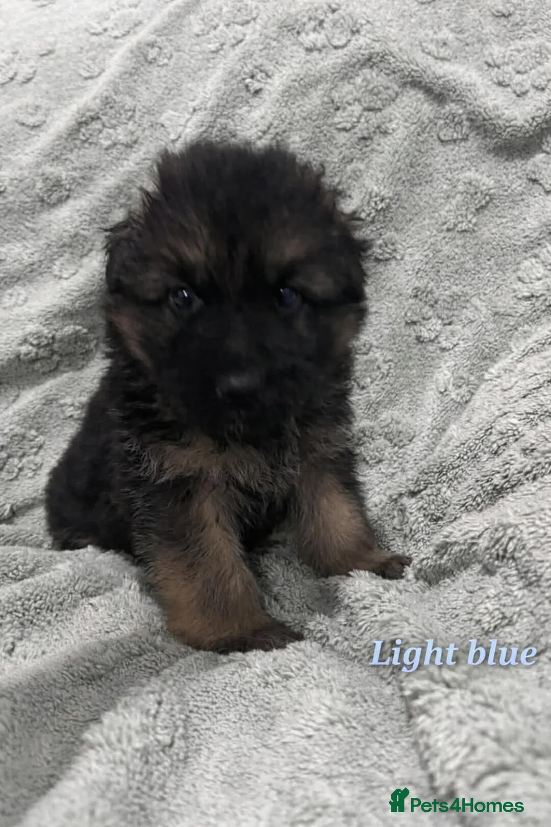 German Shepherd dogs for sale: Beautiful German Shepherd Puppies Kc Registered  - Advert 11