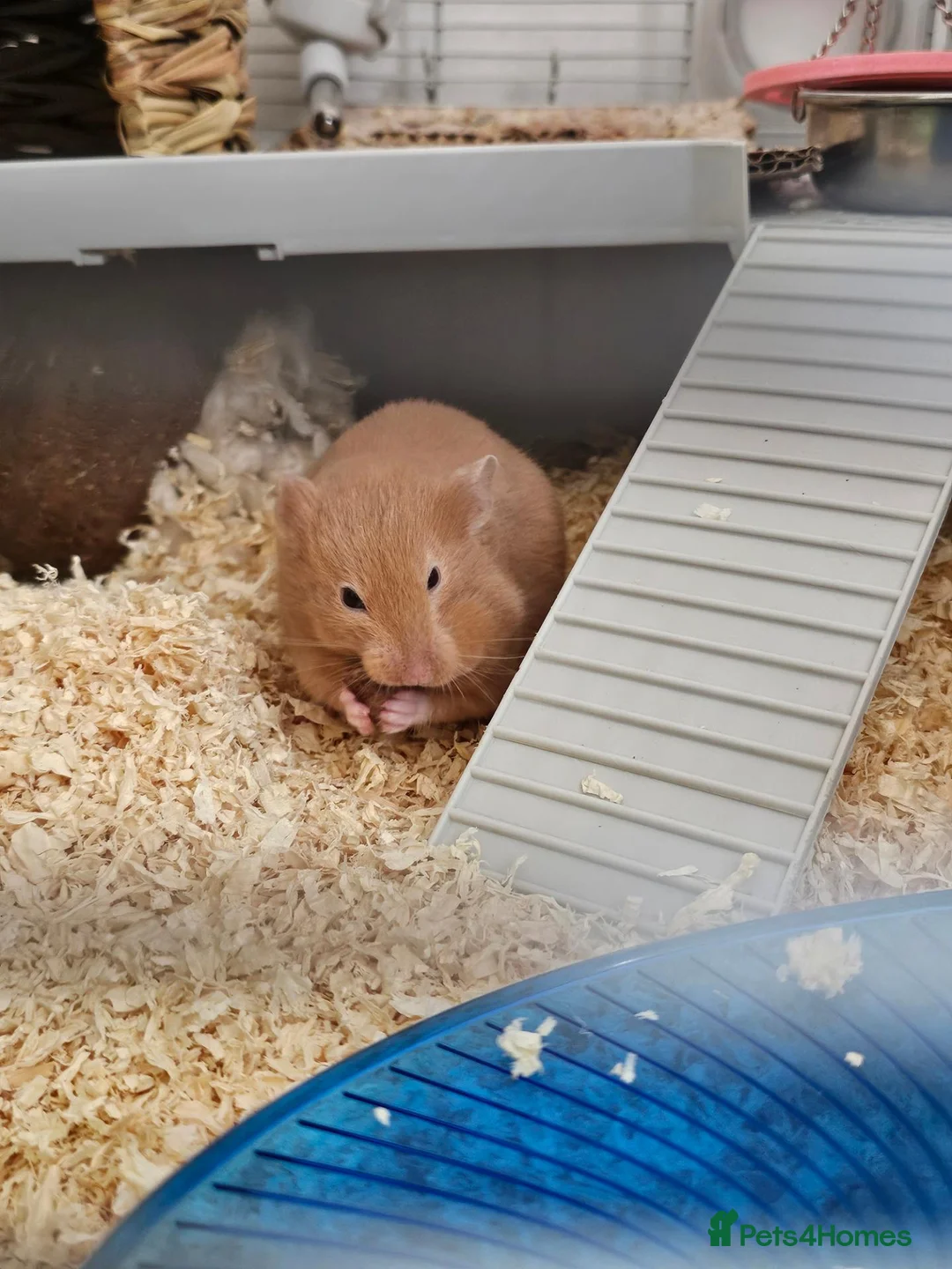 Hamster rodents for sale: Hamster and kit for sale 🐹  in Maldon - Advert 2