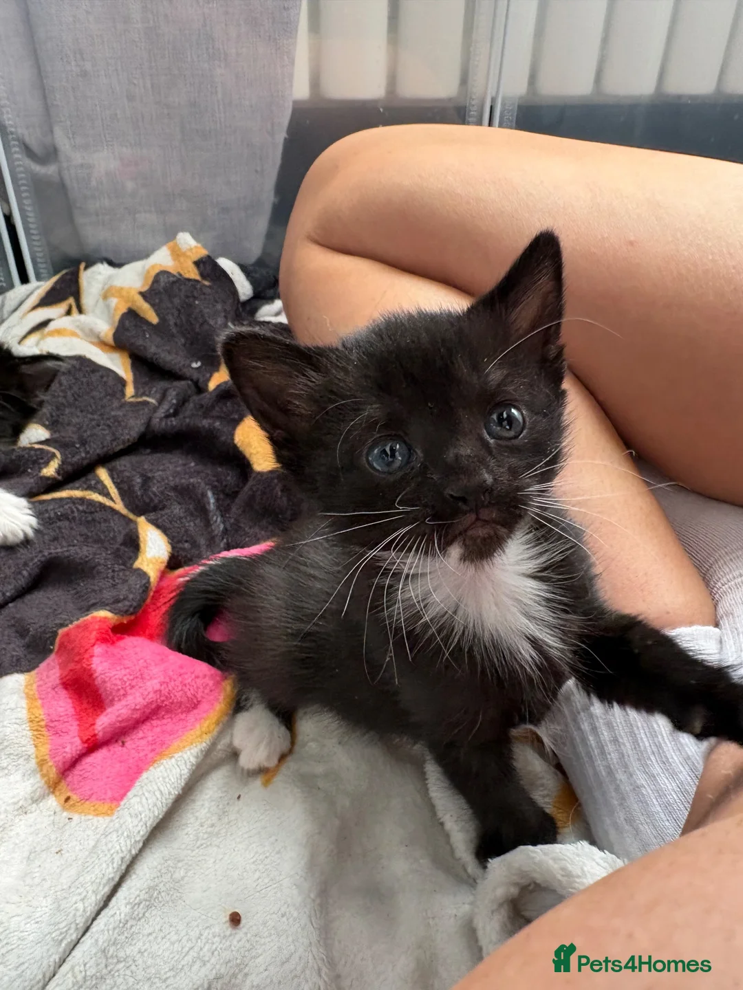 Mixed Breed cats for sale: RAGDOLL X kittens in Bristol - Advert 6
