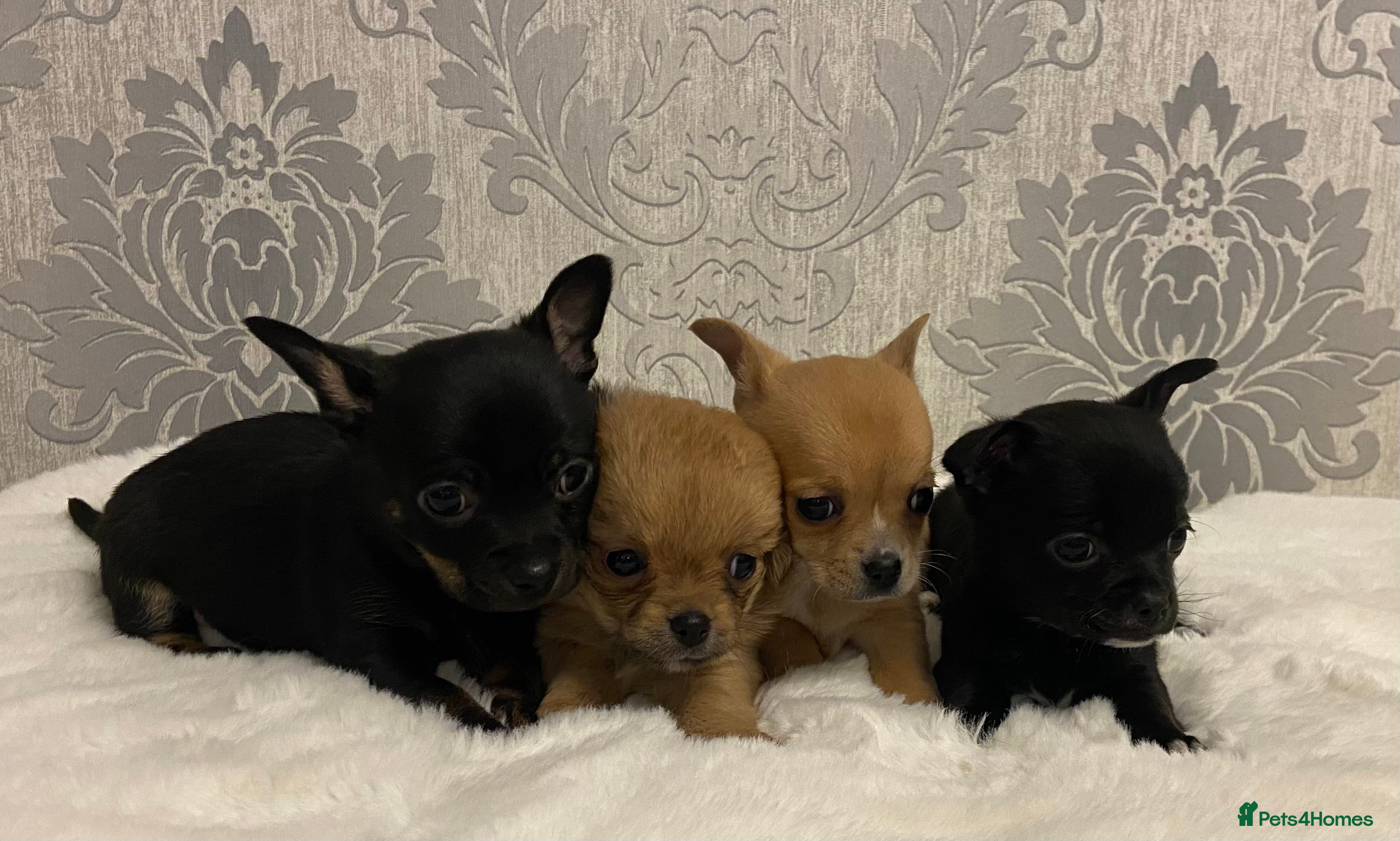 Chihuahua dogs Chihuahua puppies for sale - Advert 5