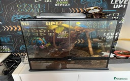 Gecko reptiles for sale: crested ghecko  - Image 2