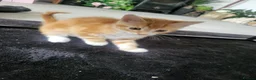 Mixed Breed cats for sale: 3 beautiful kittens ready for forever homes in Swansea - Advert 2