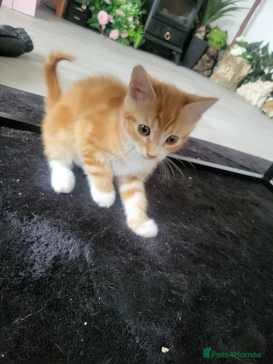 Mixed Breed cats for sale: 3 beautiful kittens ready for forever homes in Swansea - Advert 2