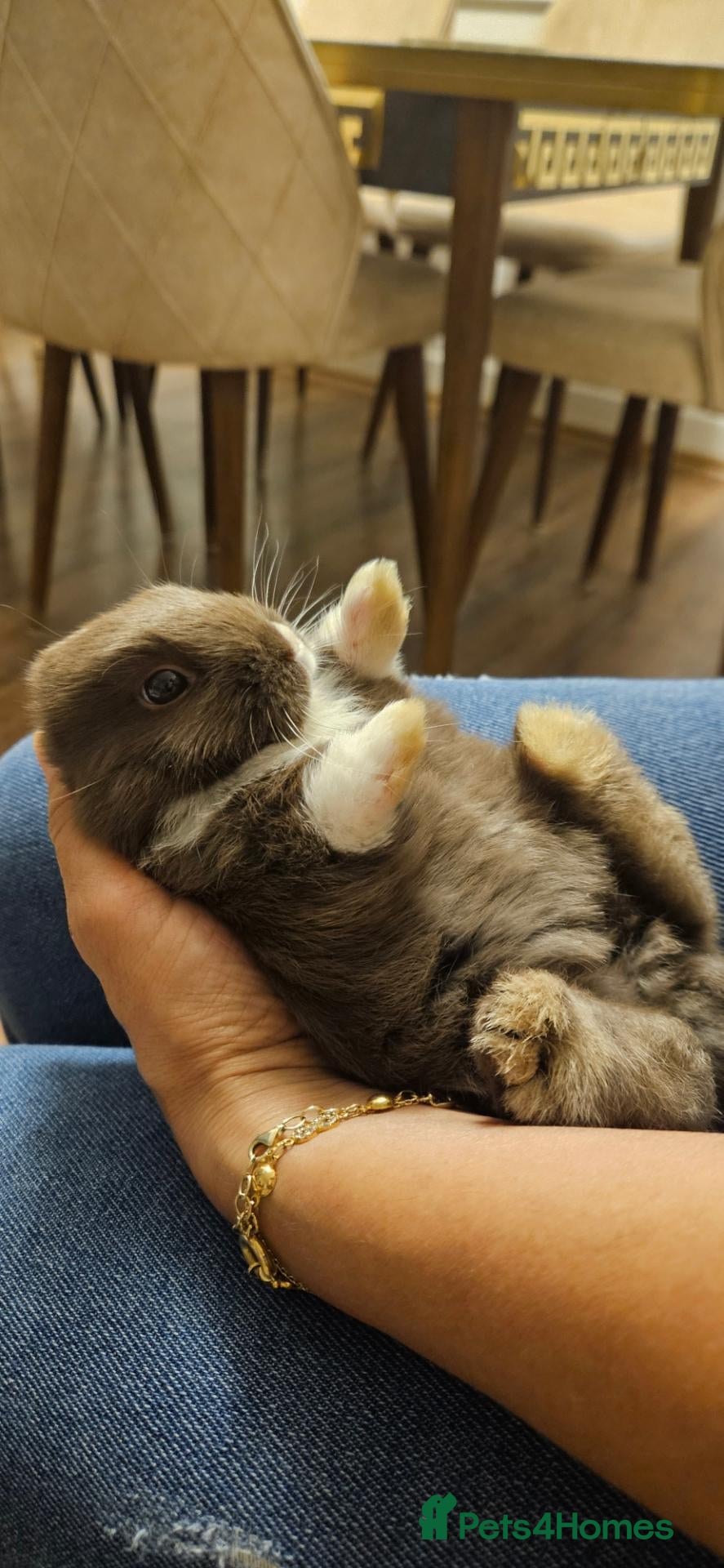Mixed Breed rabbits for sale: They are mix rex and Dutch.🥰 - Advert 1