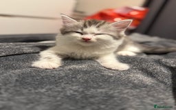 British Shorthair cats for sale: Kitten - Image 6
