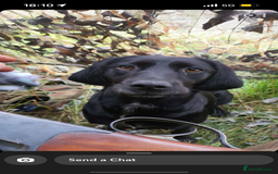 Sprocker dogs for sale: 7 beautiful sprockers for sale  - Advert 7