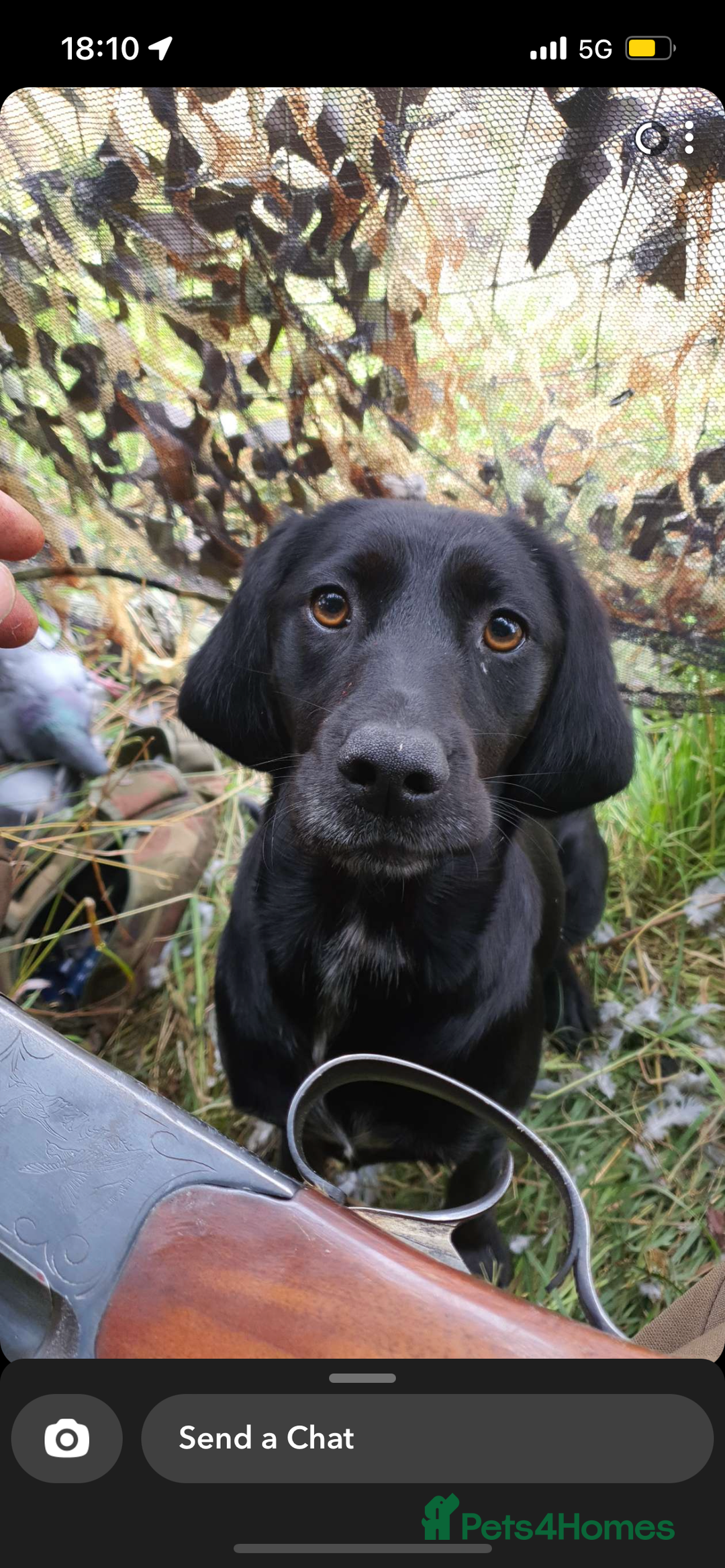 Sprocker dogs for sale: 7 beautiful sprockers for sale  - Advert 7