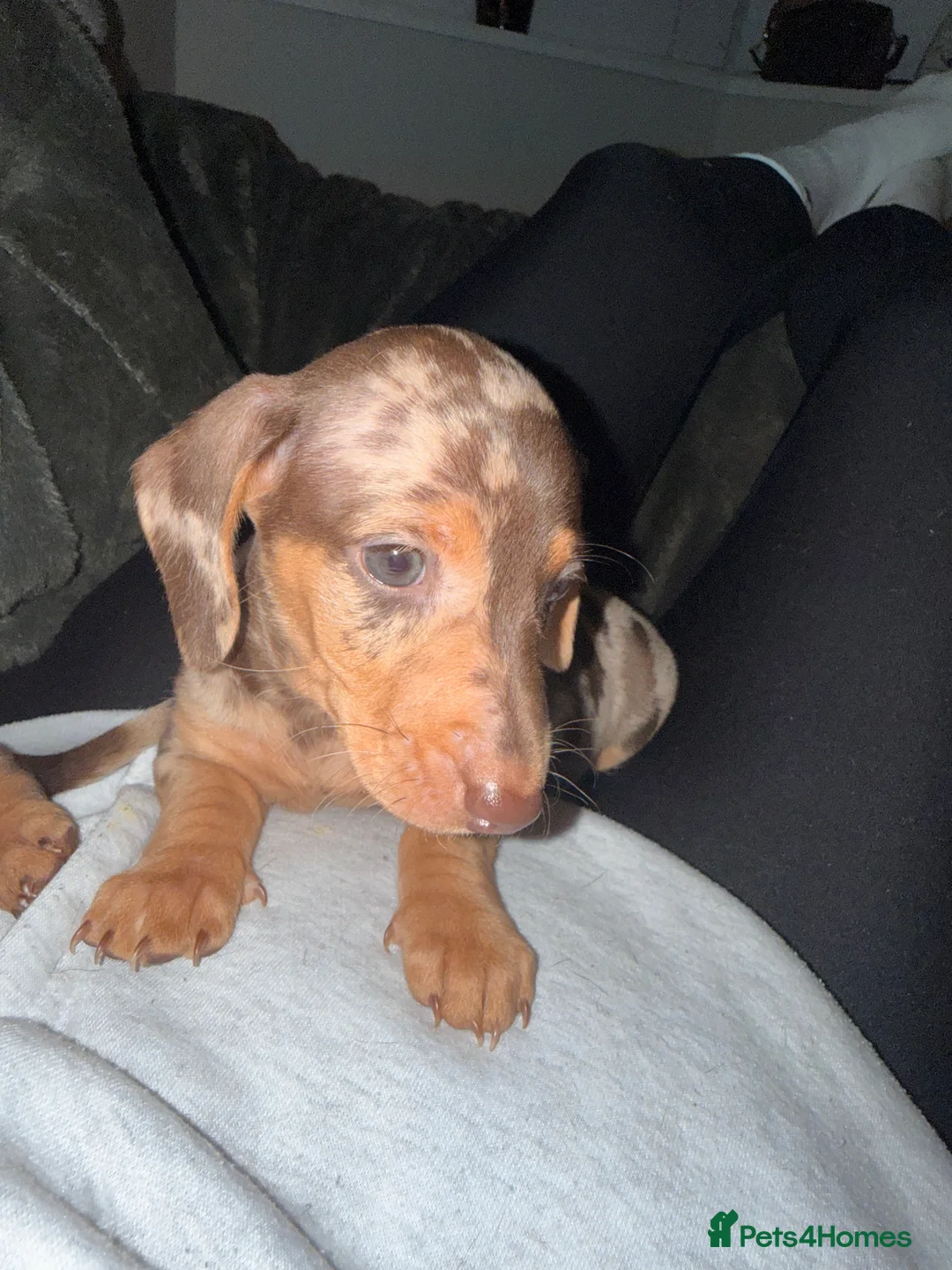 Miniature Dachshund dogs for sale: Stunning Mini-Dachshund litter - Advert 9