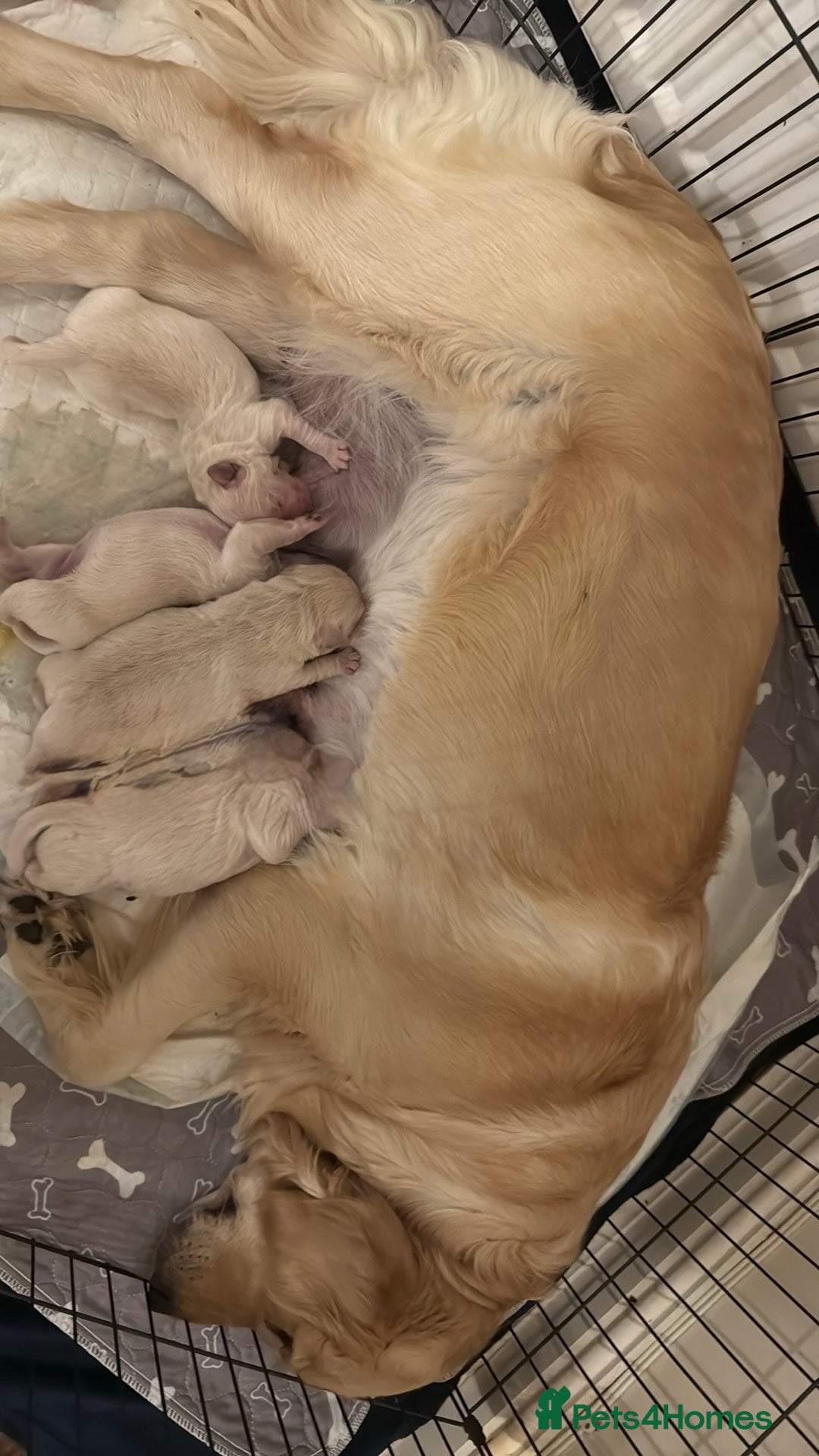 Golden Retriever dogs for sale: Beautiful Golden Retriever puppies KC - Advert 7