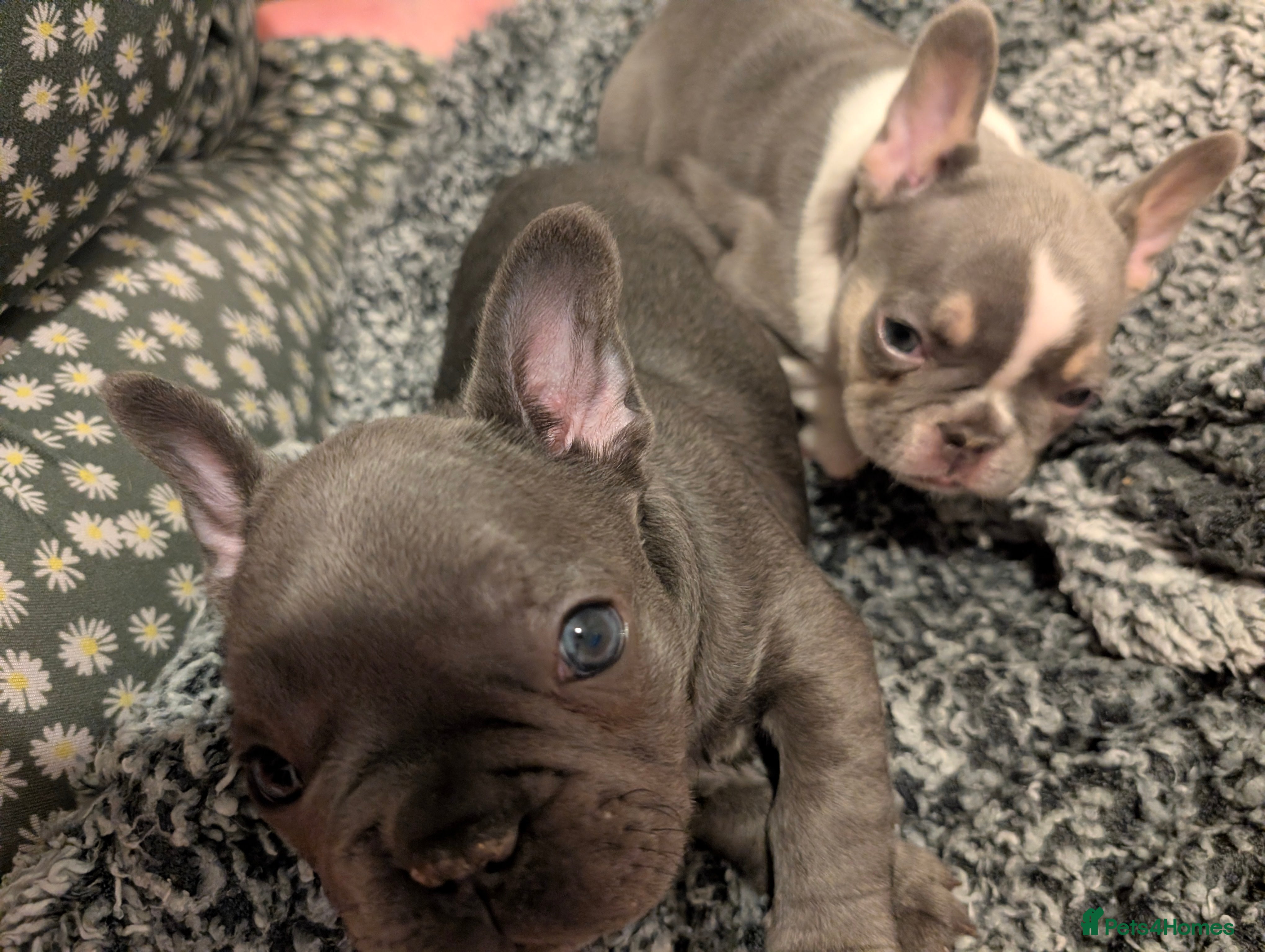 French Bulldog dogs Ready to leave!! french bulldog pups accept offers - Advert 5