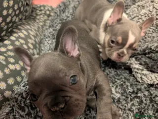 French Bulldog dogs Ready to leave!! french bulldog pups accept offers - Advert 5