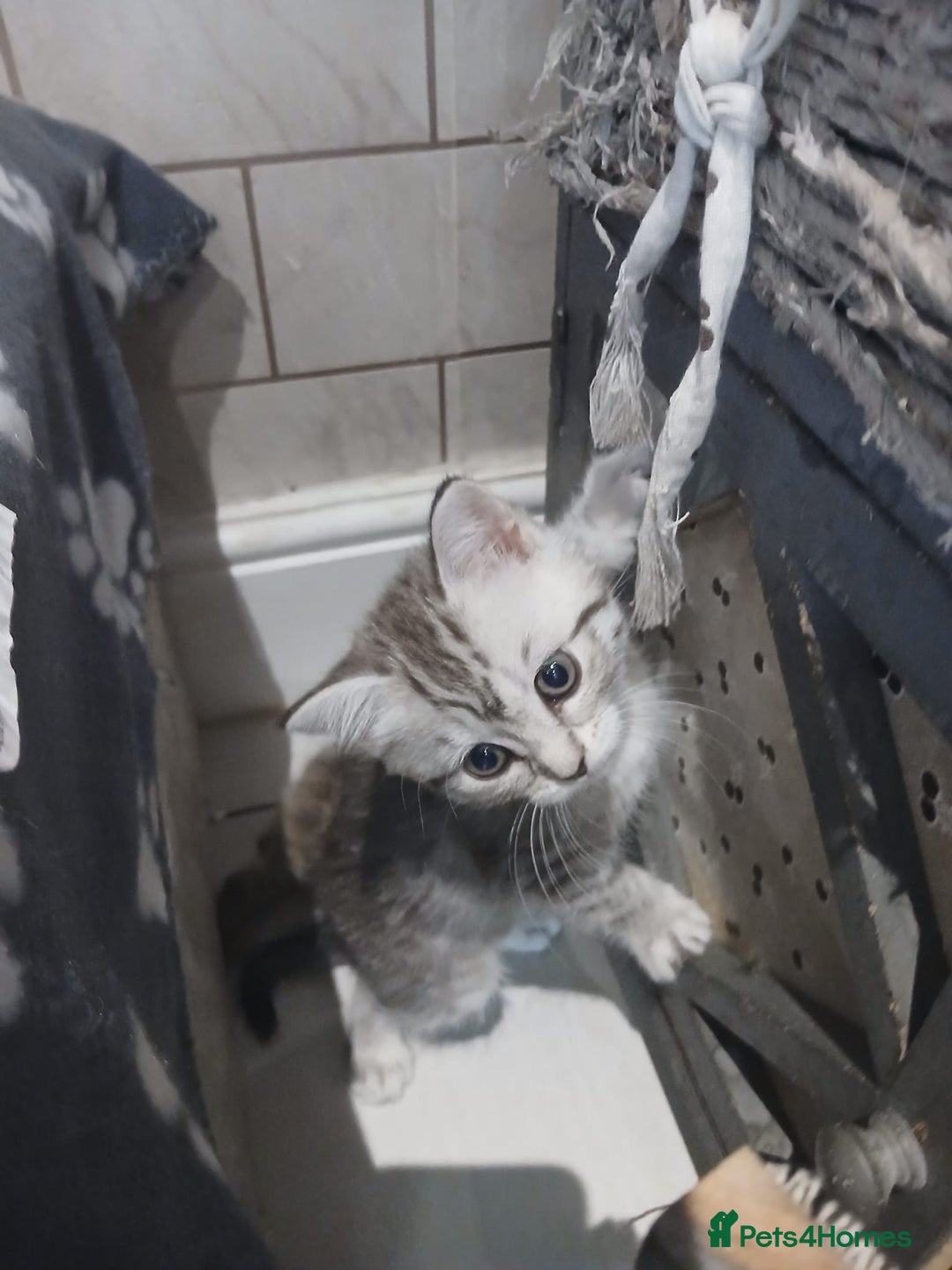 Scottish Fold cats for sale: ready to leave!! 2 Scottish straights  - Image 7