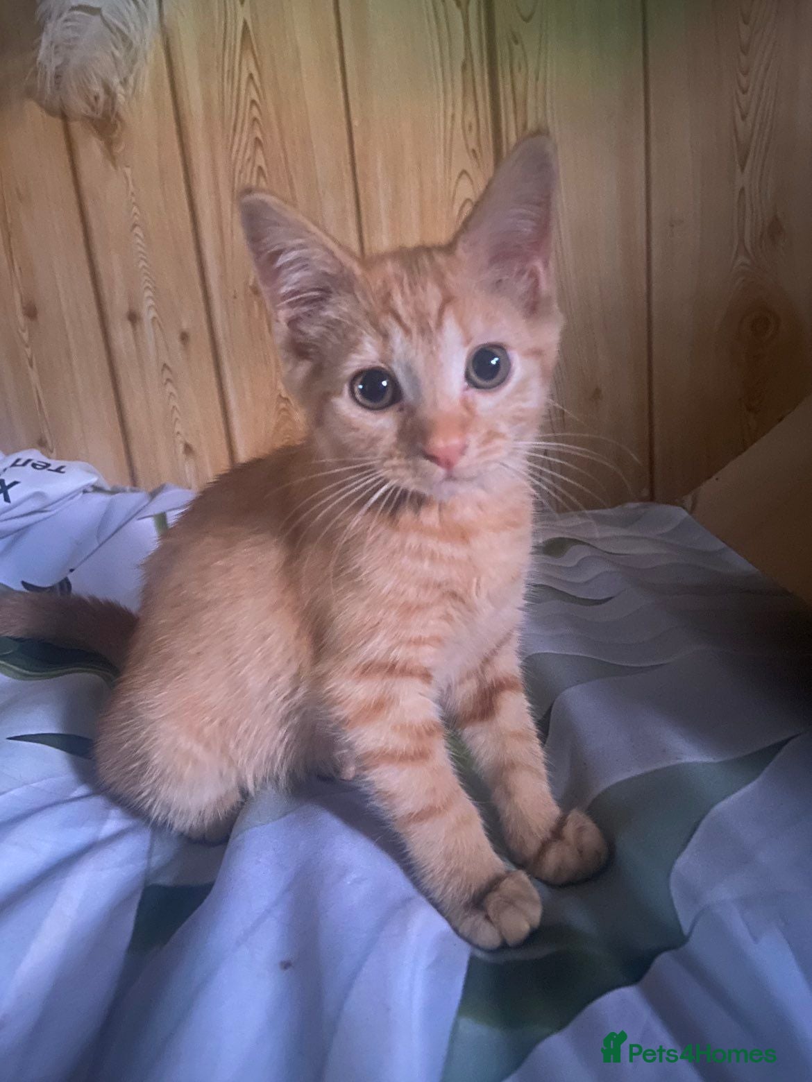 Mixed Breed cats Four little hooligans  - Advert 5