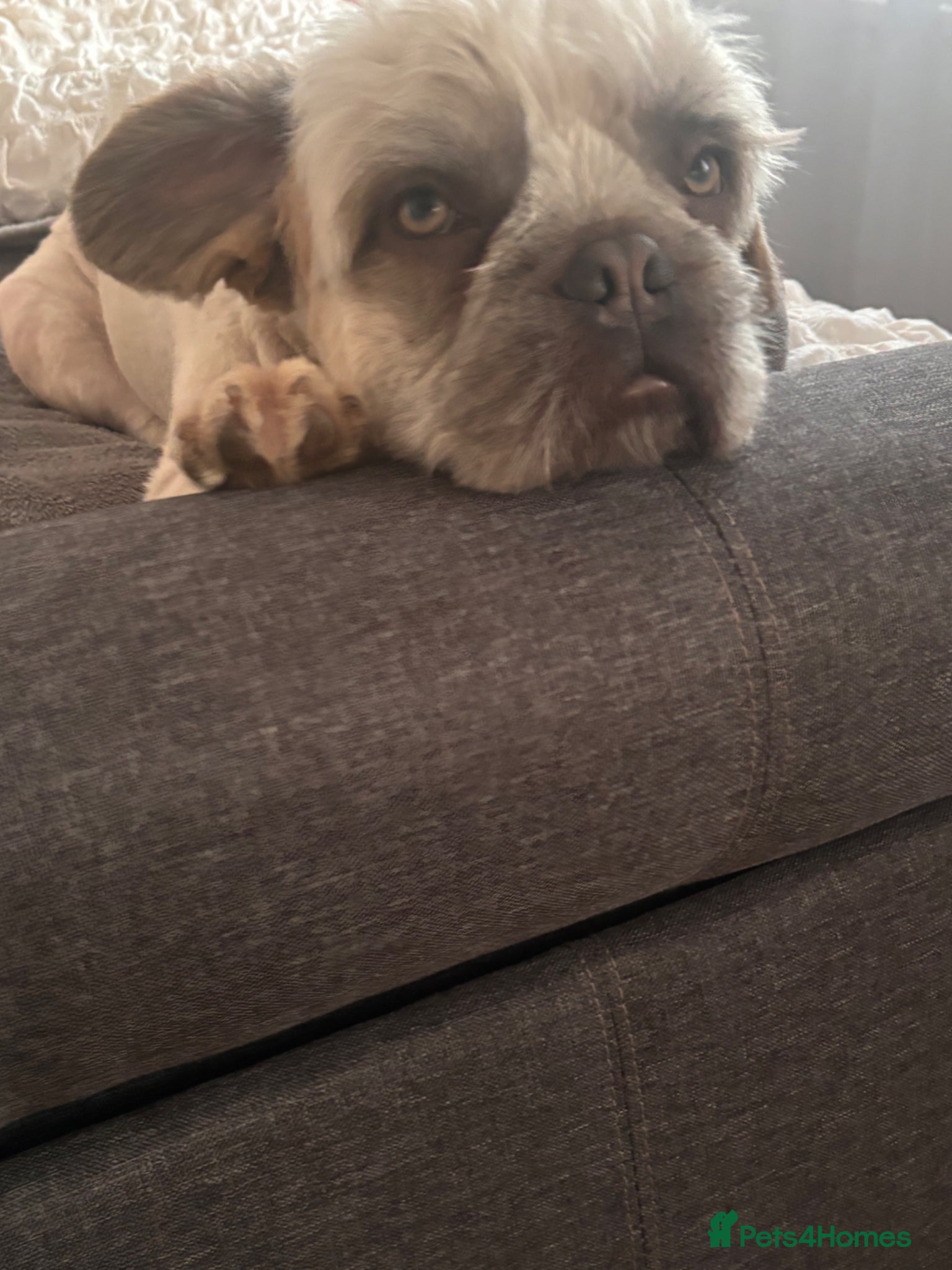 Mixed Breed dogs Cream fluffy Frenchie x - Advert 10