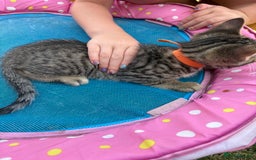 Bengal cats for sale: Beautiful litter of spotted Bengal kittens - Ready - Image 14