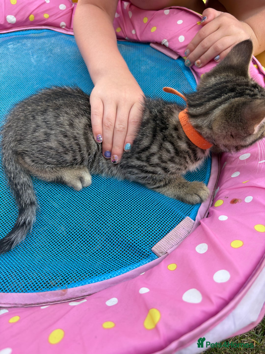 Bengal cats for sale: Beautiful litter of spotted Bengal kittens - Ready - Image 14