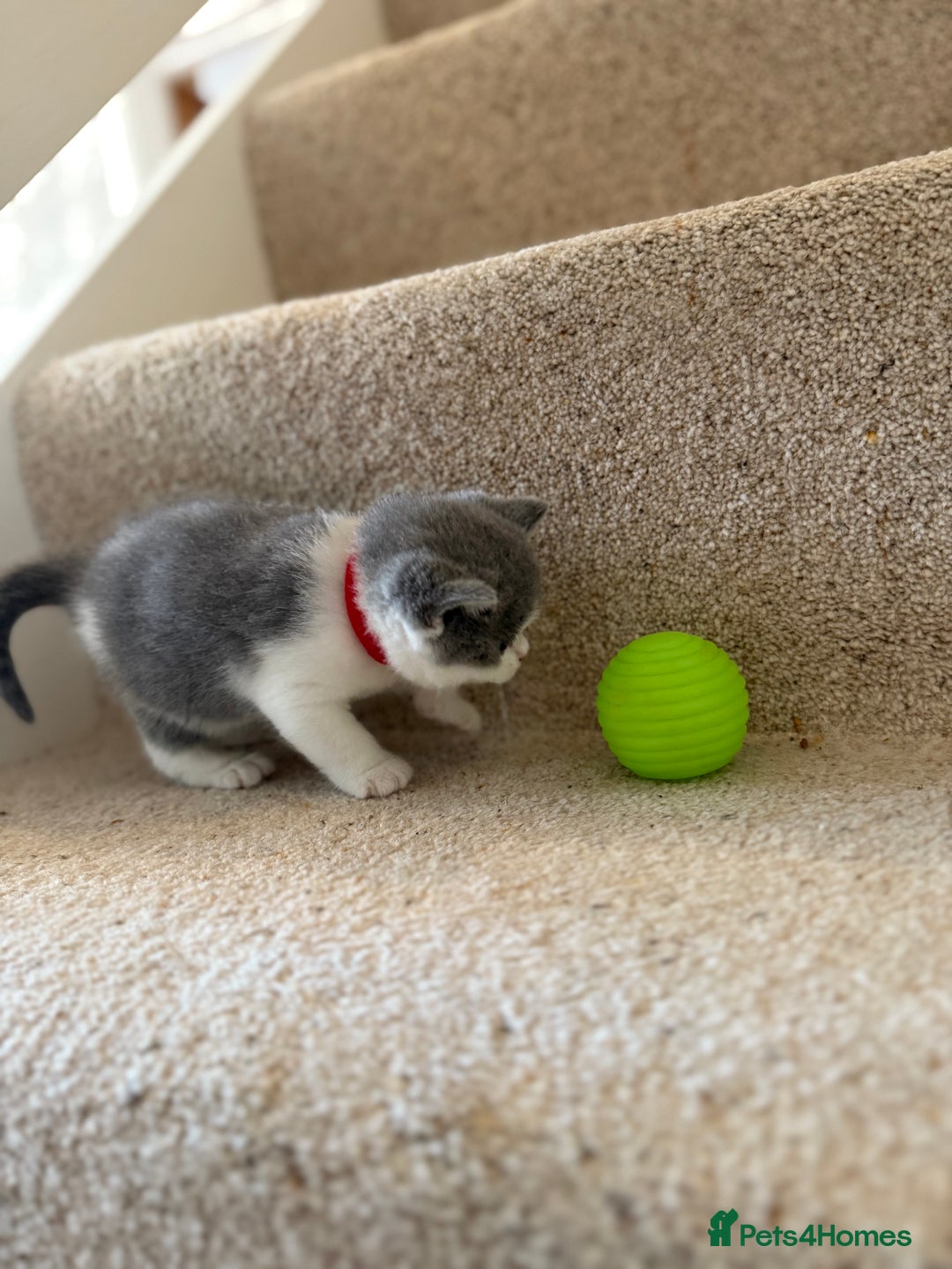 British Shorthair cats for sale: GCCF Bi-colour Blue and white BSH - Image 10