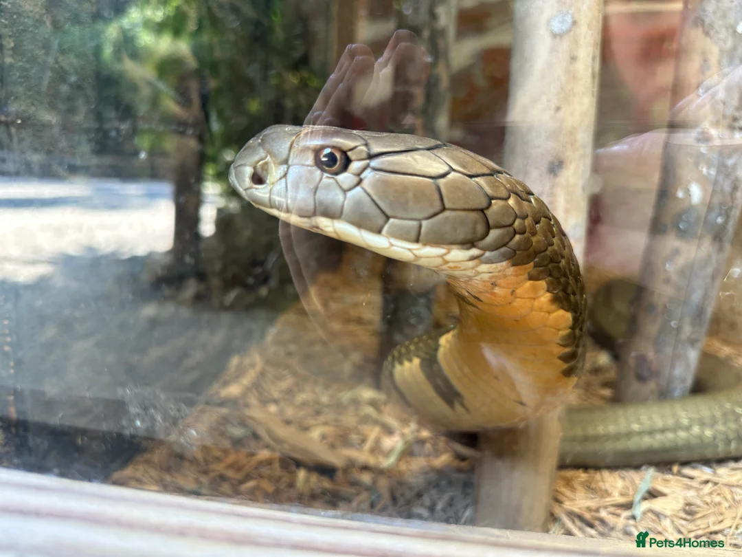 Tortoise reptiles for sale: 2x horsefield tortoises  in Northallerton - Advert 2