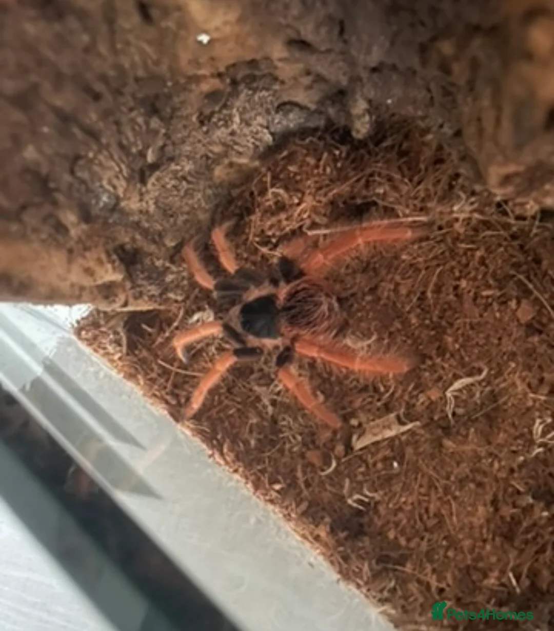 Tarantulas invertebrates for sale: Tarantula collection  - Advert 2