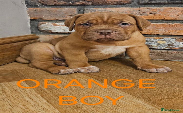 Dogue De Bordeaux dogs - Advert 2