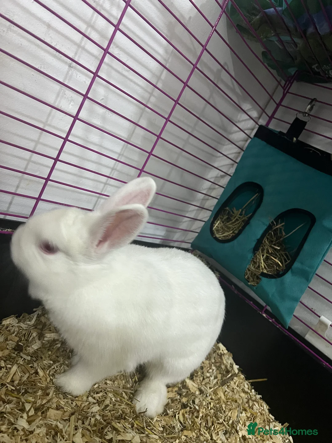 Mixed Breed rabbits for sale: Rabbit  in Rochdale - Advert 3