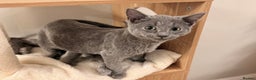 Russian Blue cats for sale: Pure Russian Blue Boy❄️ - Advert 14
