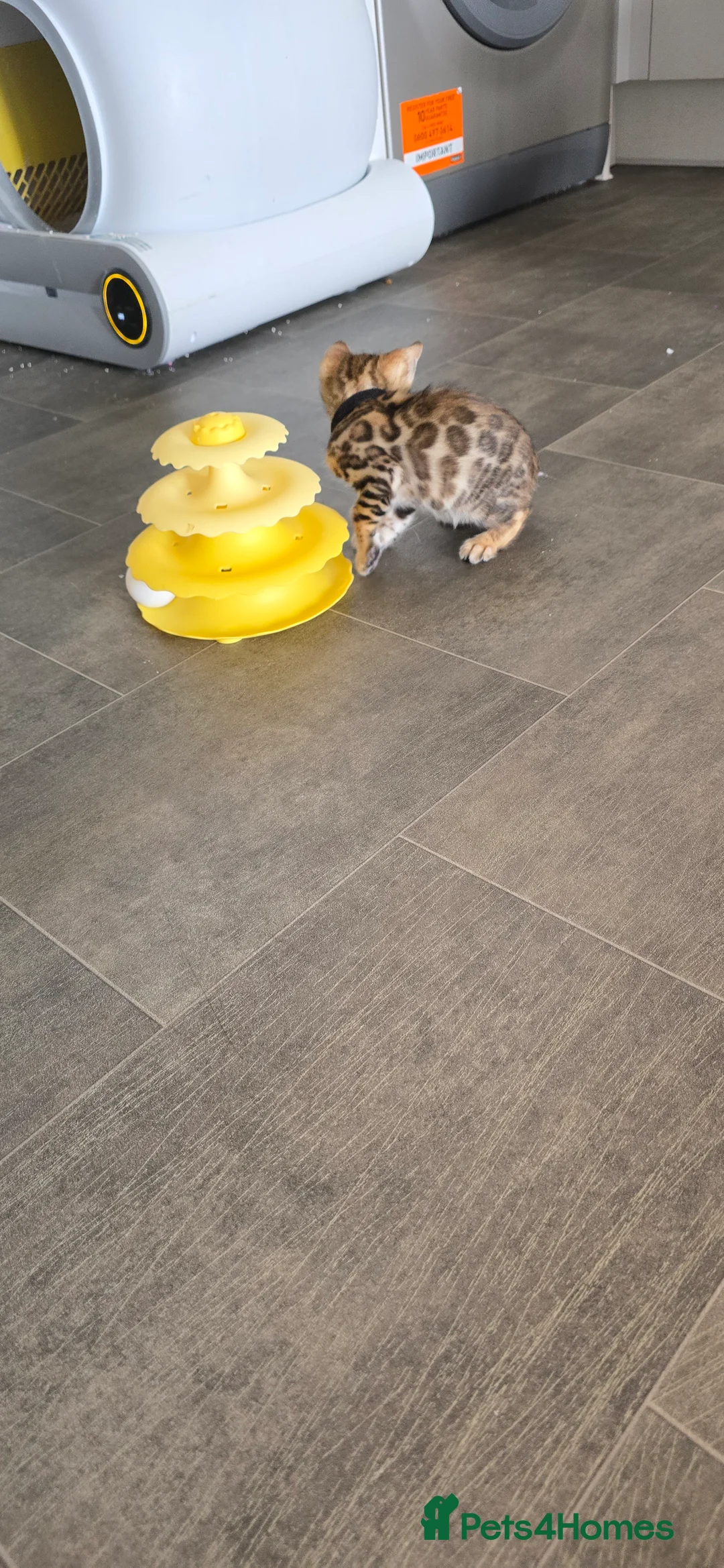 Bengal cats for sale: Pure bengal kittens  - Advert 2