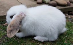 Mini Lop rabbits for sale: Gorgeous Mini Lop X French Bunnies Ready to Go! - Image 4