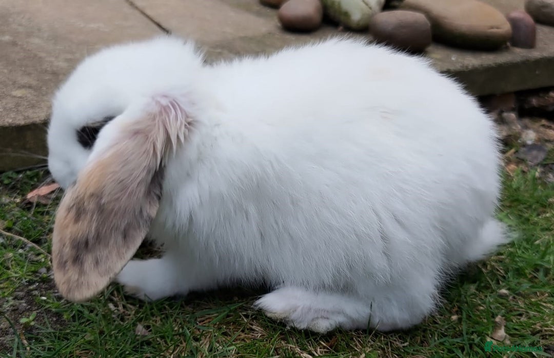 Mini Lop rabbits for sale: Gorgeous Mini Lop X French Bunnies Ready to Go! - Image 4
