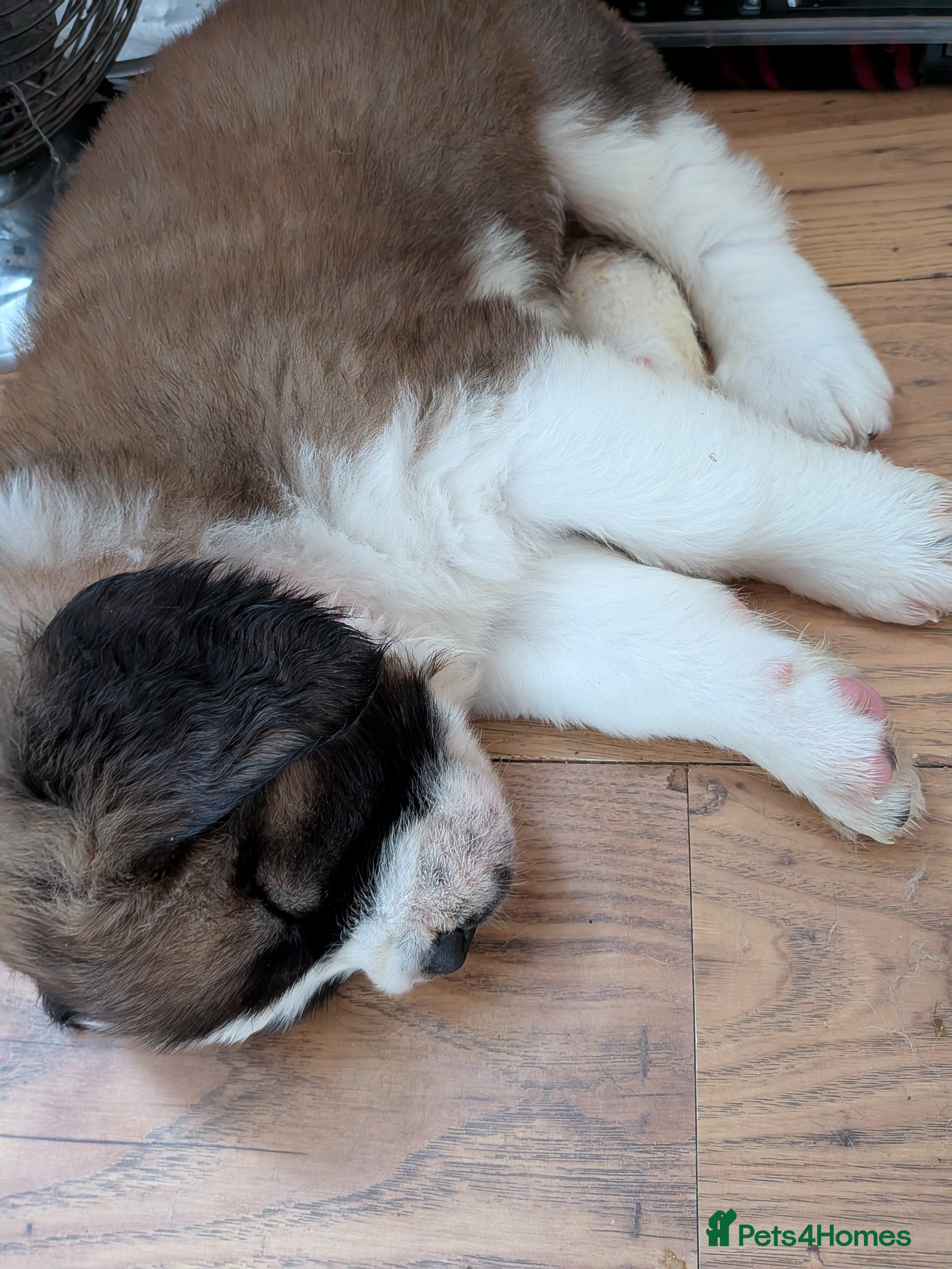 Saint Bernard dogs Saint Bernards KC registered, Hip and Elbow scored - Advert 2