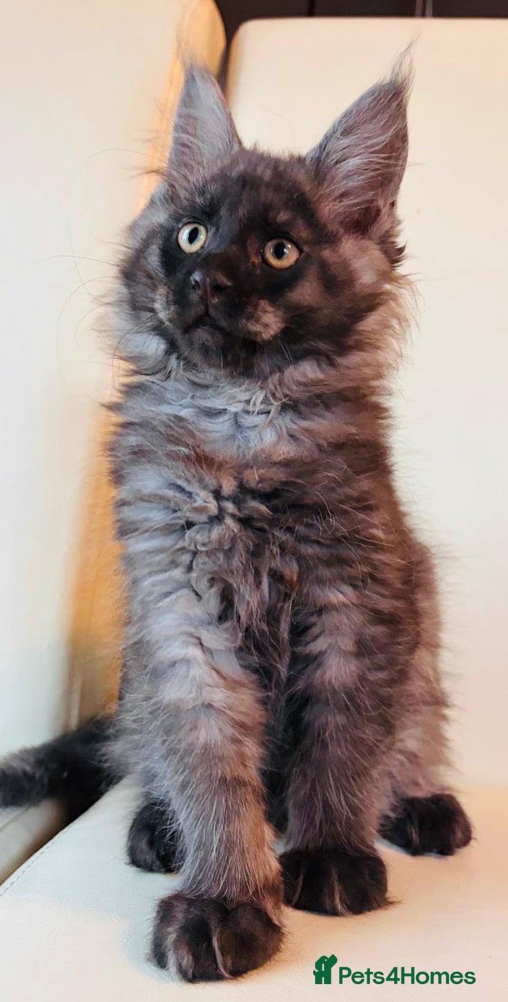 Maine Coon cats Top Quality TICA Maine Coons active possible - Advert 2