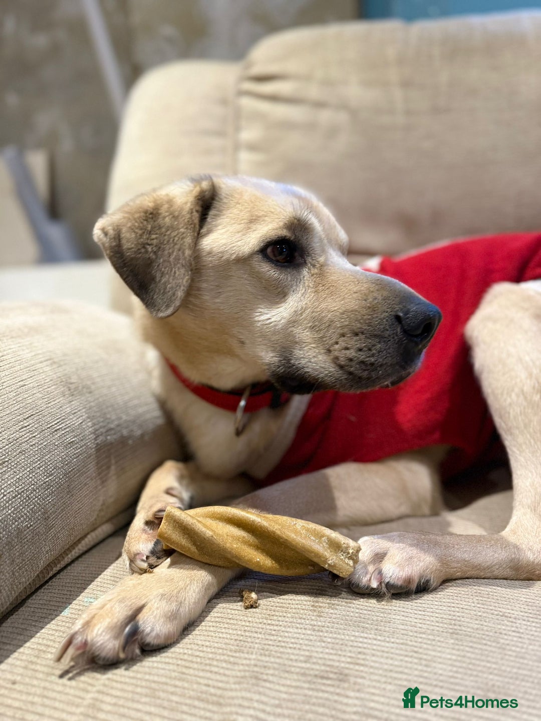 Mixed Breed dogs for adoption: 💙RUFUS💙- Young, Misunderstood, Fading In Kennels - Advert 4