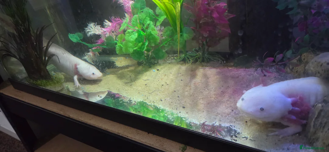 Axolotl reptiles for sale: Breeding pair pink Lucy axolotl  - Advert 6